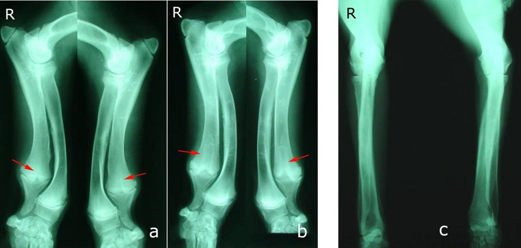 growth of the Ulna(white arrow). Fig 3. Radiography of the 4th dog while it was 5 months old (a) and 9 months old (b) "Candle flame" like shape which is pathognomic for RCC (red arrows).