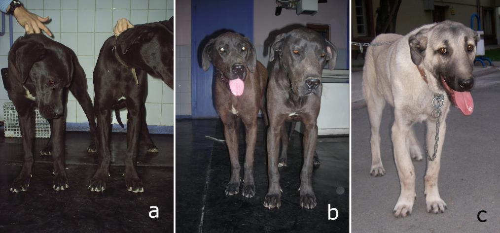 The radiography of the first and the second dog which was taken while they were 13 months old shows no RCC symptoms (Fig 4c,5b). On the third dog, the deformity has recovered (Fig.