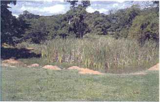 The pond was artificial and concrete-lined with a water depth of about 1m throughout. Some sections of the pond had dense mats of submerged vegetation.