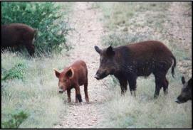 gov Introduction of Swine in Texas Drove across the Rio Grande by