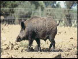 LaSalle brought swine to the Texas coast in 1685.