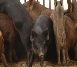 Reproduction: Sows Can have multiple litters per year