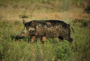 1998) Texas Feral Hog Population Reproduction: Boars Sexual
