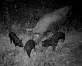 Sows create nests Piglets remain in the nest for 2 to 3 weeks Piglets are weaned