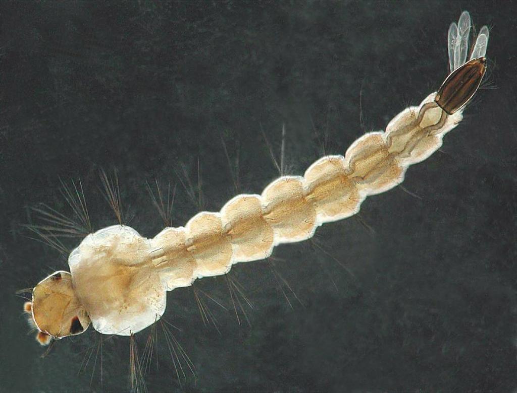 Mosquito Life Cycle Eggs - Depending upon the particular species, the female mosquito lays her eggs either individually (Figure 2) or in groups called rafts.