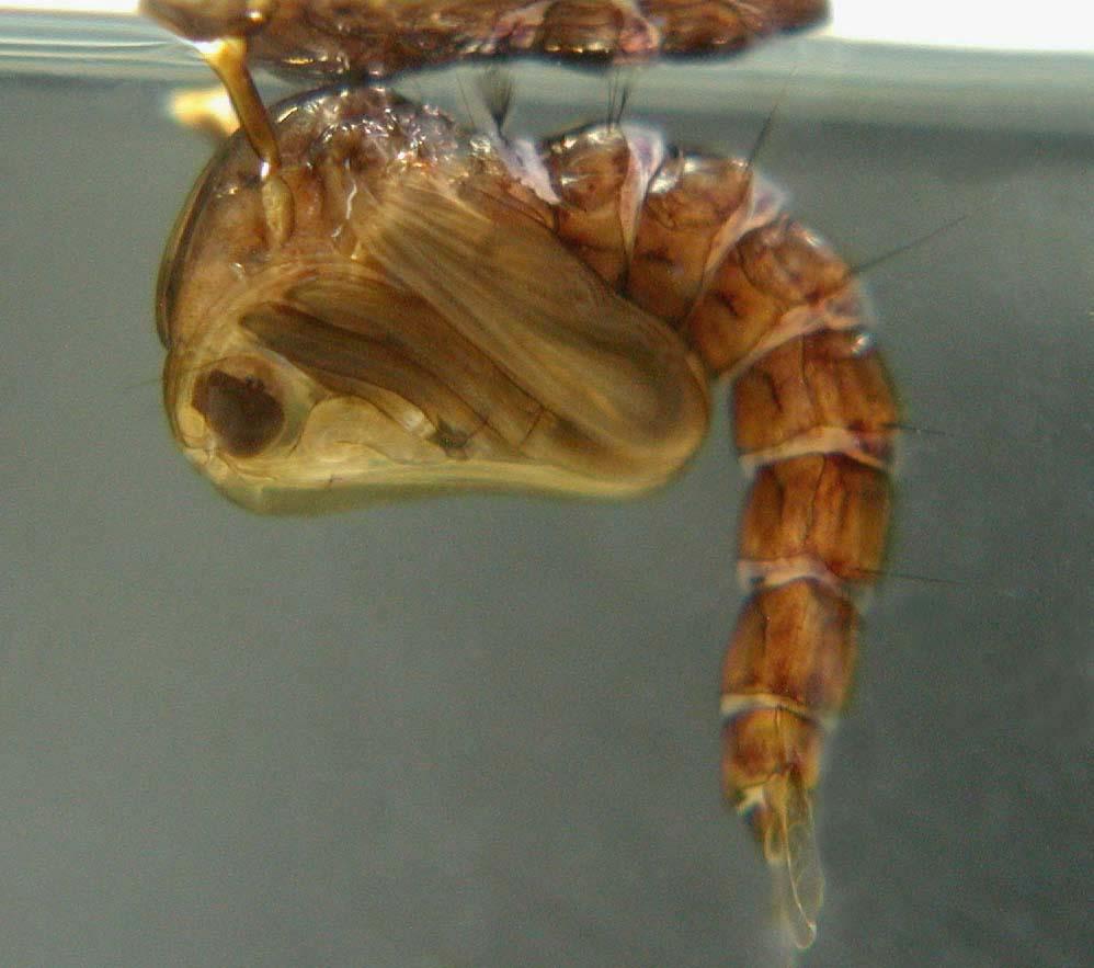 The Mosquito 3 Figure 4. A mosquito pupa (Toxorhynchites sp.) Credits: Michele Cutwa live 3-6 weeks, but can live up to 5 months. The male's life span is much shorter.