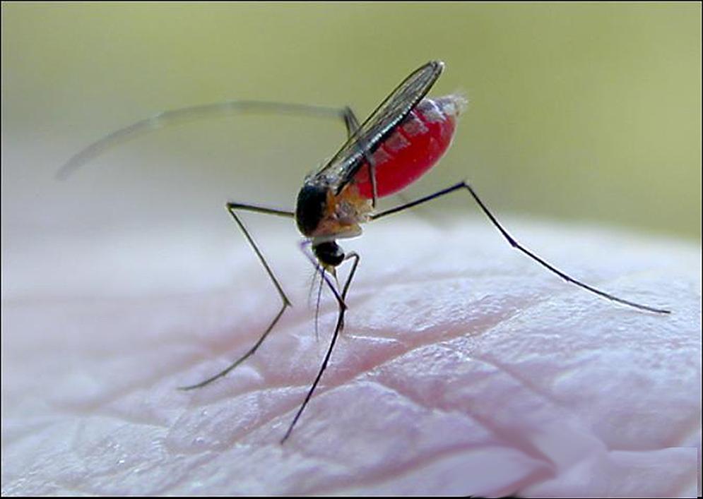 The Mosquito 4 Mosquito bites are best treated by washing with a mild soap solution and applying over the counter calamine or cortisone containing lotions. Scratching the area should be avoided.