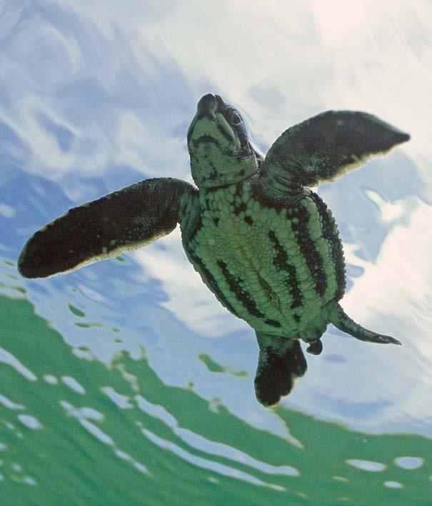 Sea turtles are fast swimmers and strong swimmers. Some migrate thousands of miles each year.