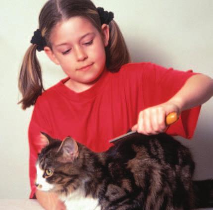 brush This cat has long hair. The girl uses a brush to keep her cat clean. A cat has short or long hair. A cat with long hair may lick up some hair when it cleans its coat.