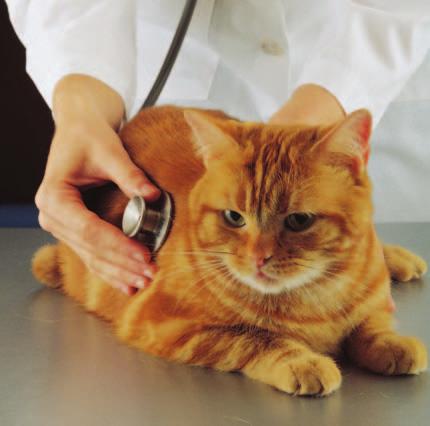 The vet checks the cat to find out if it is sick. What to Do if Your Cat is Sick You may not know if your cat is sick.