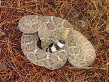 VENOMOUS SNAKES Timber Rattlesnake Crotalus horridus Range Statewide. Description Pit viper, keeled scales.