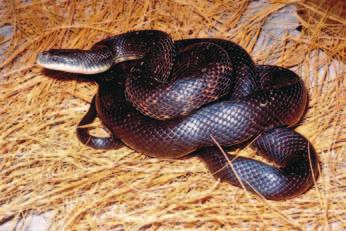 Young have patterned body with light gray, dark brown to black blotches on back and sides, with black band between eyes extending down to corner of mouth. Adults average 42-72 inches in length.
