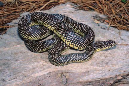 TERRESTRIAL SNAKES Coachwhip Masticophis flagellum Range Almost statewide; absent from Mississippi Delta. Description Smooth scales. A large, slender snake.