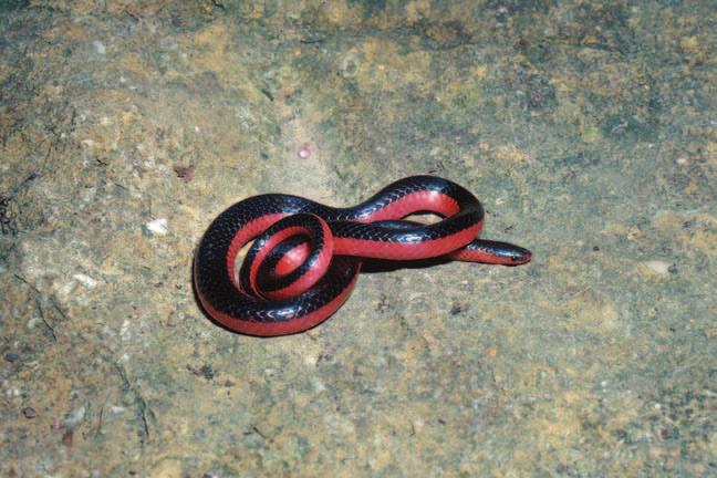 Western worm snake: purplish black or black above, belly and three scale rows above are pink. Head is flattened to aid in burrowing. Young resemble adults. Adults 7-11 inches in length.