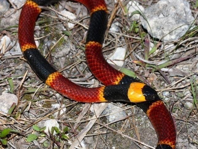 area: Coral Snake