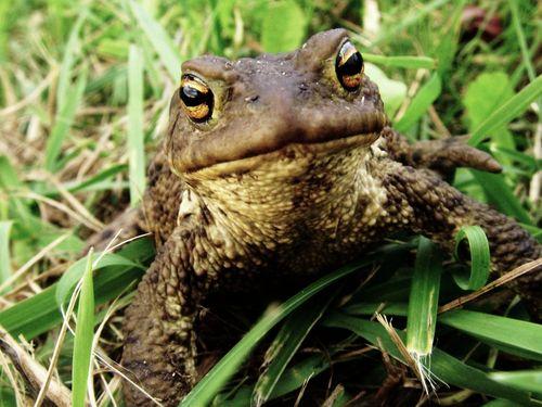Frogs and toads are also different. Frogs have narrow bodies. Toads have wide bodies. Most frogs have smooth, wet skin.