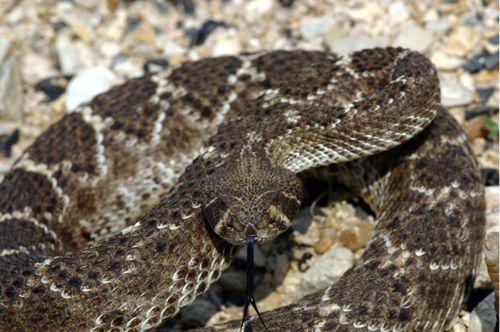 Meet a Rattlesnake Meet a Rattlesnake By ReadWo rks Photo Credit: Clinton and Charles Robertson A reptile is a kind of animal. A reptile has scales on its body. A snake is a reptile.