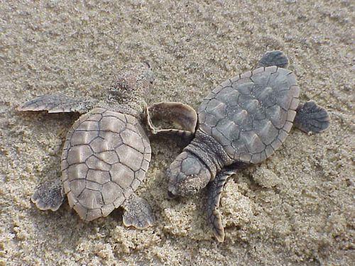 A Sea Turtle's Life Story A Sea Turtle's Life Story By Kate Paixao A female sea turtle crawls along the beach. She finds a safe spot. She digs a hole and lays eggs inside it.