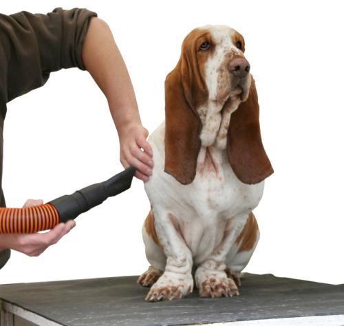 The Secrets To Easy Dog Grooming