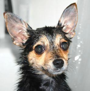 BATHING YOUR PUPPY In recent years, a lot of research has been done on the skin of puppies to determine what is best for them when it comes to having a bath as a part of a grooming routine.