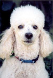 First and foremost, it is important to note that Poodles do not shed their fur at all. In fact, Poodles cannot shed their fur naturally so we have to do it for them.