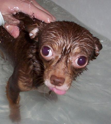 Of course, regardless of the shampoo you ultimately choose, you should never ever let your dog lick him or herself when covered in shampoo and should also avoid getting any shampoo on the face at all.