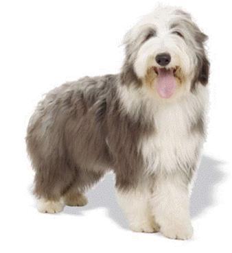 Single coated dogs require less grooming and less cosmetic attention than single coated dogs because double coats tend to get matted easier and retain dirt far more readily than guard hair.