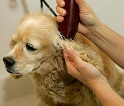 Make sure that you have plenty of time to clip your dog because you will have to keep switching the clippers off in order to ensure that they are not too hot to continue.
