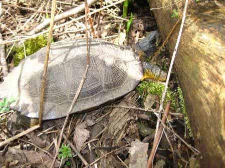Wood Turtle in