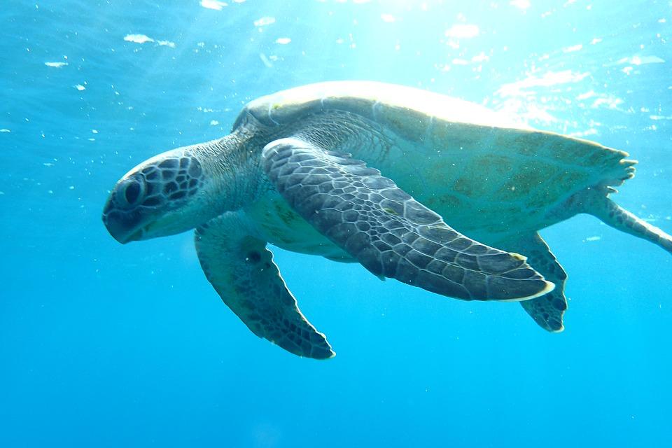 Green turtles are named because of the greenish colour of their fat, not their shells. Most green turtles are brown and black or greenish-yellow.