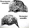 extinct armadillo-like species & living armadillos be found on the same continent? 1831-1836 (22 years old!