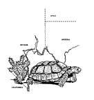 DESERT TORTOISE COUNCIL NEWSLETTER THE DESERT TORTOISE COUNCIL WINTER 2003 OUR 28 TH YEAR Our Goal: To assure the continued survival of viable populations of the desert tortoise throughout its range.