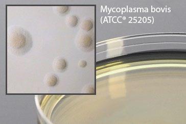 Mycoplasma Agar w/cefoperazone For the detection of Mycoplasma spp. associated with bovine mastitis. 18ml fill, 15x100mm plate, 10/pk.