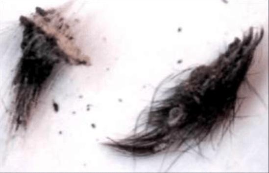 exudative, extensive crusting and exudation with hair loss, or hairs became matted with dried exudates and bare skin areas showed patches of hypo-pigmentation were seen.
