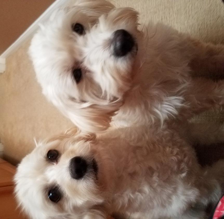 Cujo and Laci: A Great Pair by Sandi Cohn Craig and I adopted Cujo, our rescue Bichon/Jack Russell mix, in February 2015.