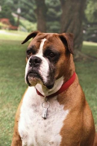 INTRODUCTION Figure 1. Tasha. Scientists sequenced the first canine genome using DNA from a boxer named Tasha. Meet Tasha, a boxer dog (Figure 1).