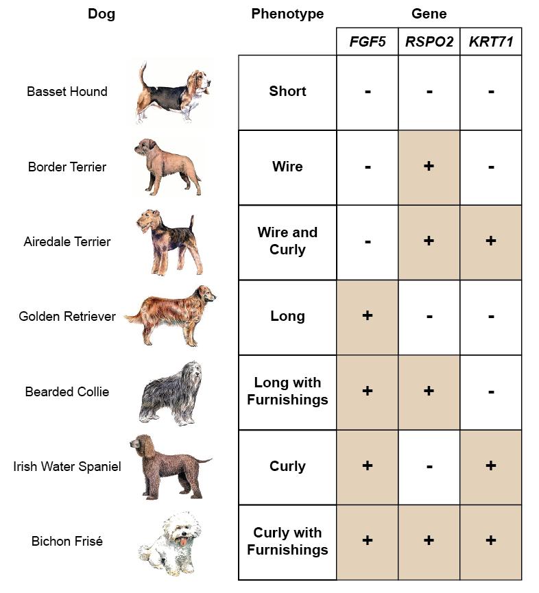 sign in the chart in Figure 5. (The Basset Hound is most like gray wolves and has ancestral alleles of those three genes.