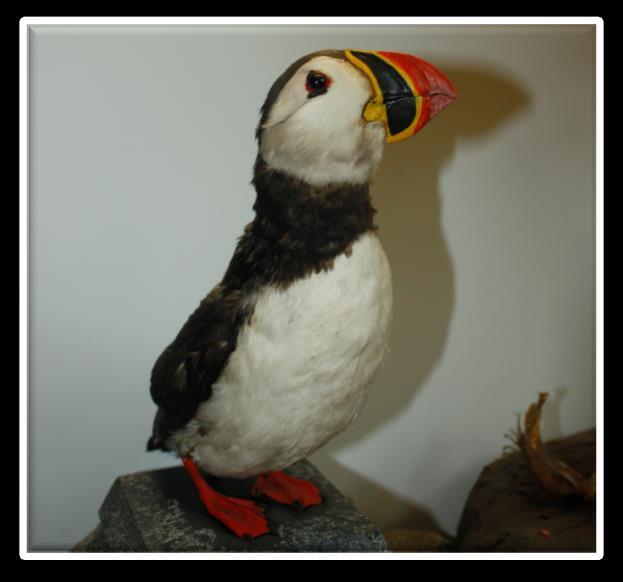 Ecology Describe habitats of certain species Atlantic Puffin The habitat of the Atlantic puffin is particular because it extends over both land and water.
