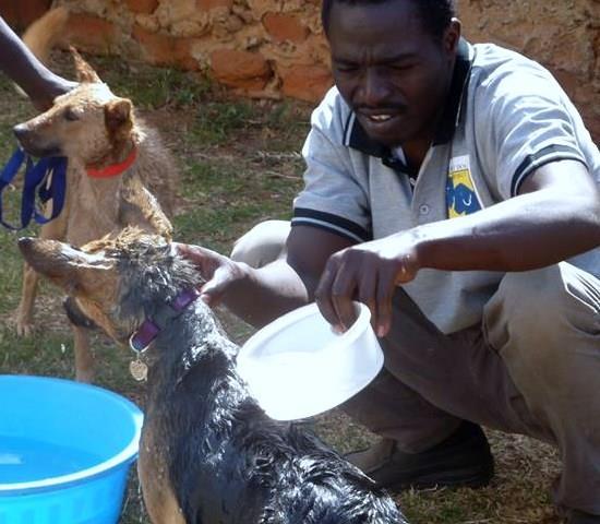 Phase 3 Counseling and Development of Dog-Guardian Bonds (months 5-9). Selected clients receive dogs rehabilitated by The BIG FIX Uganda.