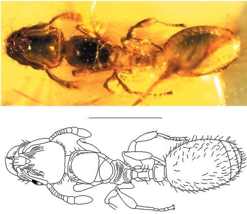 First Record of Fossil Species of the Genus Tetramorium 313 1 2 Fig. 1 2. Tetramorium paraarmatum sp. n., holotype queen, body in dorsal view: 1 photo of holotype; 2 line drawing, made based on photo.