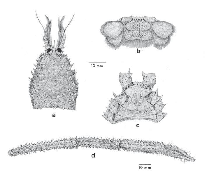 Melo-Filho, G. A. S.; Melo, G. A. S. A new species of genus Gastroptychus 48 Figure 2: Gastroptychus meridionalis n.sp., holotype, female, southwest of Cabo Frio, RJ., Brazil (MZUSP 16231): a.