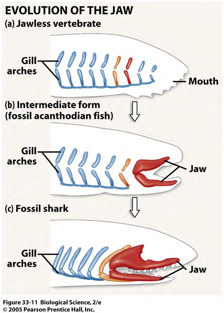 Pharyngeal gill slits -> Jaws Vertebrates Gill arch evolved into jaws Same shape and movement Jaws & arches (and not neighboring