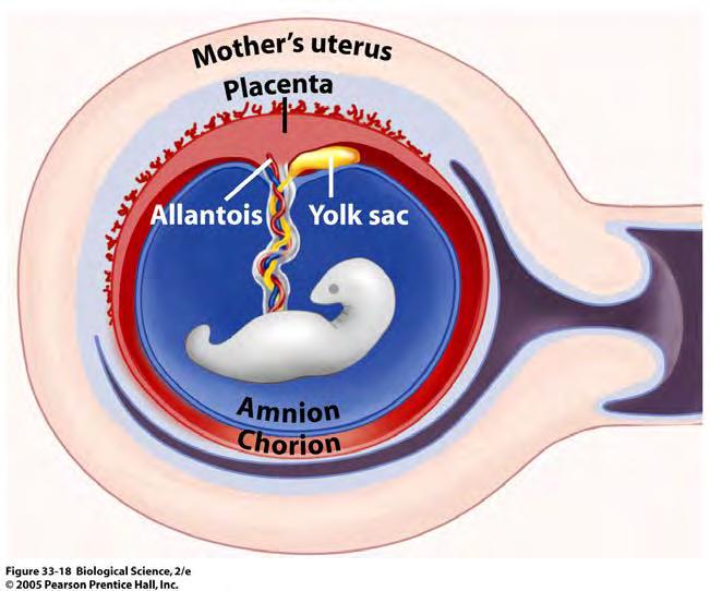 Placenta Placenta replaces yolk sac & allantois Highly vascularized for nutrient & gas