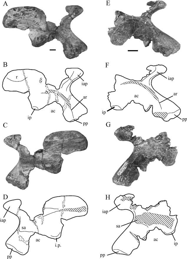 Re-evaluation of North American Late Triassic dinosaur taxa 219 Figure 6 Holotype ilium (UMMP 8870) of Caseosaurus crosbyensis in lateral (A, B) and medial (C, D) views compared to a similar ilium