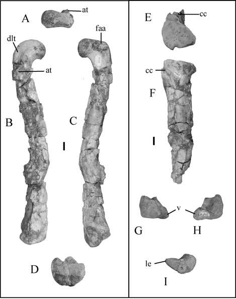 Re-evaluation of North American Late Triassic dinosaur taxa 227 Figure 7 Informative elements from the holotype of Chindesaurus bryansmalli (PEFO 33982).