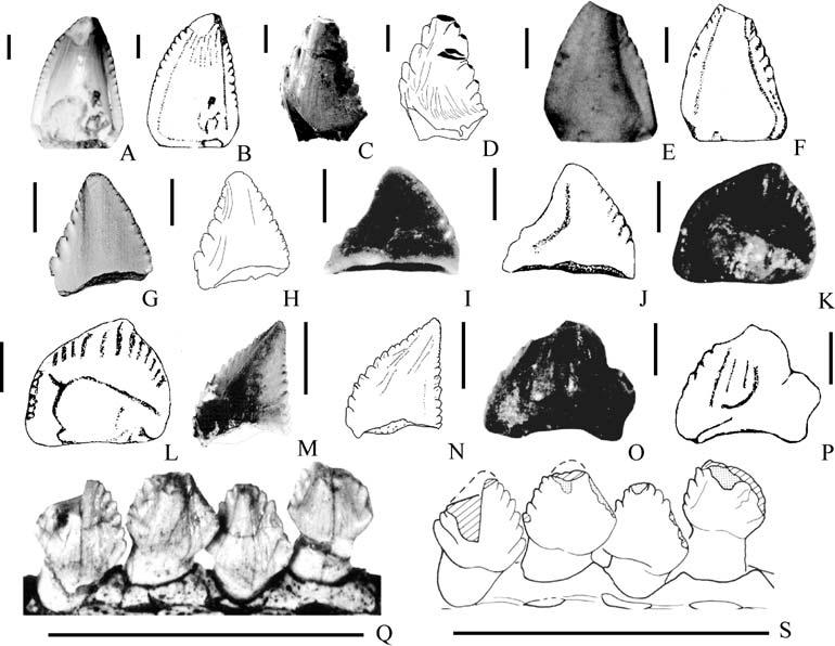 Re-evaluation of North American Late Triassic dinosaur taxa 231 Figure 8 Teeth assigned to Triassic ornithischians.