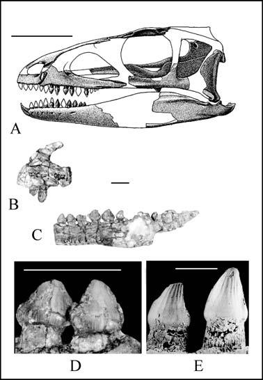 232 S. J. Nesbitt et al. suggeststhat Technosaurus may represent an archosaur similar to Silesaurus.