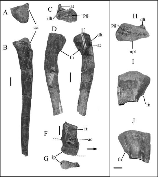 212 S. J. Nesbitt et al. Figure 2 Informative elements from the holotype of Eucoelophysis baldwini (NMMNMP-22298).