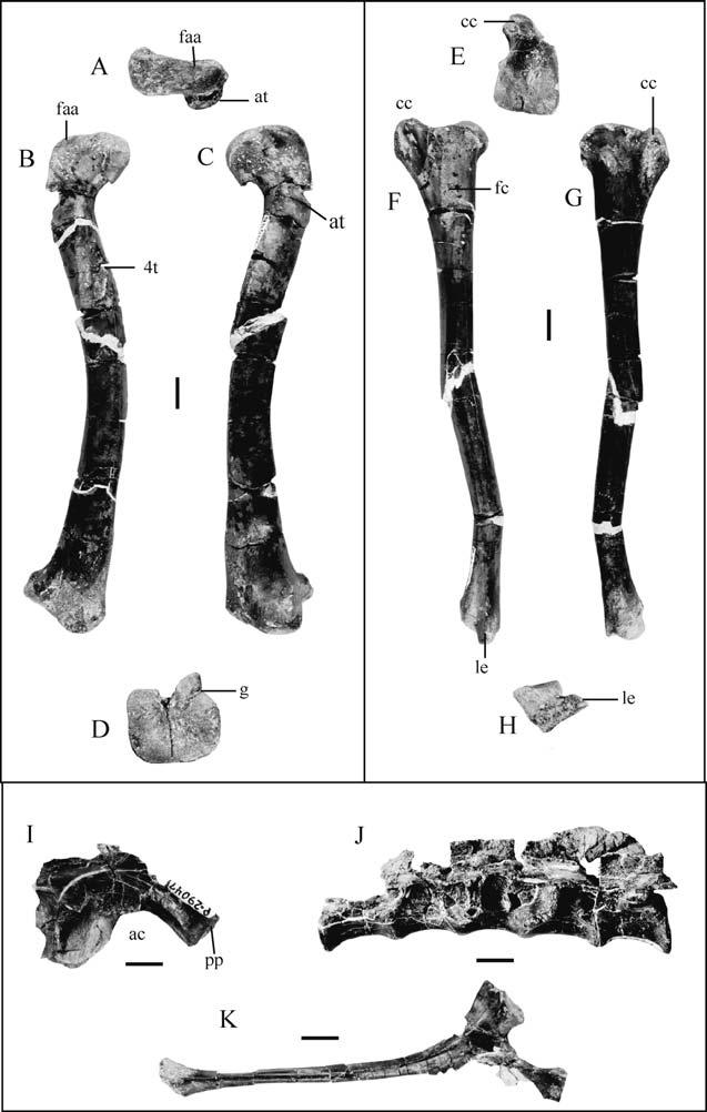 Re-evaluation of North American Late Triassic dinosaur taxa 215 Figure 3 Informativeelementsfrom the SnyderQuarrycoelophysoid.