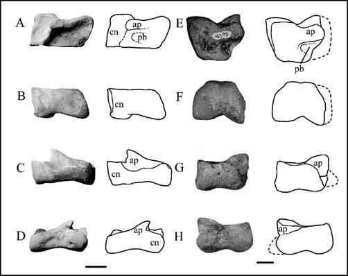 Re-evaluation of North American Late Triassic dinosaur taxa 217 Figure 4 Comparison of the astragalocalcanea of Coelophysis bauri (AMNH FR 30576) (left) in dorsal (A), ventral (B), posterior (C) and